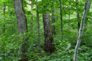 Lawrence Barringer, Pennsylvania Department of Agriculture, Bugwood.org 6